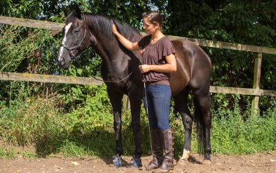 Paardenrevalidatie casus: Toulouse, 21-jarige merrie