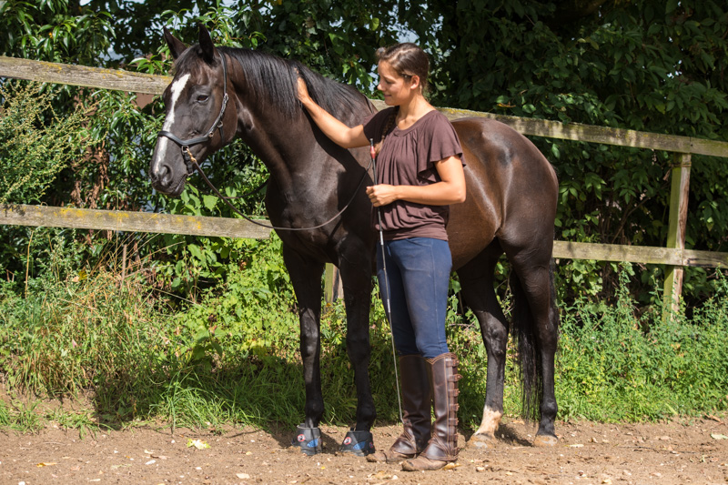 Paardenrevalidatie casus: Toulouse, 21-jarige merrie